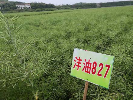 沣油827